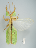 CollectionObject 1600471; 749c2ec5-4512-4890-9454-2383073fb450: copyright IMQC, Rene Limoges. male, dorsal view (holotype). (CollectionObject).