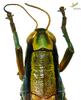 CollectionObject 1849327; Unioeste Cascavel K-0577, 707ff7ec-a6e6-492f-8025-6145eec09195: Female. Pronotum and head, dorsal view. (CollectionObject).