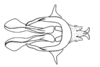 Eurotettix femoratus Bruner, 1906: Fig. 8B. endophallic plate, cingulum and aedeagal valves with sheath, dorsal view. (Otu).