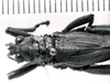 CollectionObject 1523898; 19306023-07f8-4691-8b07-d7c447e6b8df: male, head and pronotum, dorsal view (holotype). (CollectionObject).