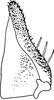 Subgenital plate, ventral view on Diomma (Diomma) pulchrum (Matsumura, 1916): Subgenital plate. (Observation).