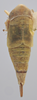Habitus, dorsal view on Athysanella (Athysanella) utahna Osborn, 1930: Dorsal - Female. (Observation).