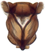 Aedeagus, ventral view: !! display not done !! on Limotettix Sahlberg, 1871: Limotettix striolus, aedeagus, caudally (INHS). (Observation).