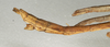 CollectionObject 1562036; NMW 1083, 0b312e12-9aa3-479c-8abf-4349a60355c7: copyright NMW, Vienna. male of synonym Sipyloidea taeniata: end of abdomen, lateral view (syntype). (CollectionObject).