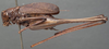 CollectionObject 1506501; 12738539-0e6d-4263-82fc-a14acfa433f1: male, lateral view (syntype). (CollectionObject).