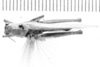 CollectionObject 1525860; 15733189-608b-4185-8dfc-6360a44c228c: male, dorsal view (allotype). (CollectionObject).