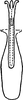 Aedeagus, ventral view on Erythridula verdana (Ross & DeLong, 1953): Aedeagus, ventral view. (Observation).