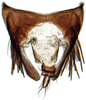 Pygofer, dorsal view: Phelpsius intricatus, pygofer, dorsally (INHS). (Observation).