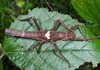 Haaniella scabra (Redtenbacher, 1906): copyright Paul D. Brock. male, dorsal view (culture stock 2014, ex. Sabah, Kina-balu). (Otu).