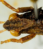 CollectionObject 1526832; dd341276-7aa0-4a3c-b239-02e63ea87116: male head, dorsal view (paratype). (CollectionObject).