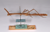 CollectionObject 1563619; c3b1582d-fe7c-4c54-9efc-384dfd390058: copyright ANSP. female, lateral view (paratype). (CollectionObject).;CollectionObject 1563620; 845deb42-1201-4045-a465-674ec3b4533b: copyright ANSP. female, lateral view (paratype). (CollectionObject).