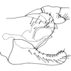 Pygofer, lateral view on Diomma (Diomma) knighti Dworakowska, 1981: Pygofer, lateral view. (Observation).