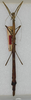 CollectionObject 1559288; 00f71df0-1f79-4bc8-a173-156aa3ff67e0: copyright ANSP. female of Carausius mammatus (holotype). (CollectionObject).