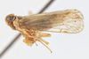Habitus, lateral view: (Observation).