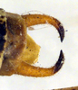 CollectionObject 1502543; ebb4be18-fb03-41a6-a217-9c532a24b9fb: male cerci (paratype). (CollectionObject).