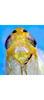 Head on Changwhania terauchii (Matsumura, 1915): Head and thorax (Sri Lanka). (Observation).