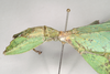 CollectionObject 1561217; NHMUK(SF IMPORT DUPLICATE) 845233, 07cb12e2-b997-46c4-bc57-4dda082cfe91: copyright Natural History Museum, London. female: head and thorax, lateral view (holotype). (CollectionObject).