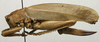 CollectionObject 1535099; 171967d3-fd2a-4d25-9a54-3bdb21eaa2b5: female, lateral view (holotype). (CollectionObject).