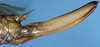 CollectionObject 1531815; 2ebc68e4-446e-43fa-b673-457e54558845: female ovipositor (holotype). (CollectionObject).