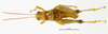 CollectionObject 1588734; 11249372-3d4f-4465-9e00-f34d74f9520e: male, dorsal view. (CollectionObject).