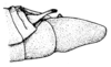 Ronderosia forcipata (Rehn, 1918): Pl. 18, Fig. 15 (after type). male abdomen tip, lateral view. (Otu).