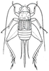 Allonemobius maculatus (Blatchley, 1900): Fig. 228 (after Hebard). female (body length 7.5-9 mm). (Otu).