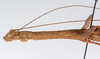 CollectionObject 1562559; 3923069e-3bbd-4f15-8e54-3bc7af5d4b4f: copyright ZMUH, Hamburg. female: head & thorax, lateral view (syntype). (CollectionObject).