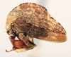 Habitus, lateral view: !! display not done !! on Telamonanthe brevis (Ball, 1903): (Observation).