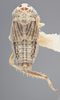 Habitus, dorsal view on Athysanella (Gladionura) curvata Ball & Beamer, 1940: Dorsal. (Observation).