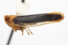 Habitus, lateral view: (Observation).