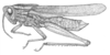 Xyleus gracilis (Bruner, 1905): Fig. 25. male habitus (specimen from Brasil, São Paulo, Campos de Jordão). (Otu).