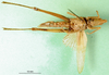 CollectionObject 1501073; b867695e-74ee-4518-8a32-a1fdd3300ca0: female, ventral view (holotype of Tagasta concolor). (CollectionObject).