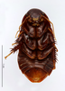 CollectionObject 1587520; MNHN(SF IMPORT DUPLICATE) MNHN-EP-EP811, 3844f535-919f-456a-8314-e8d2e66b47b1: CC BY-NC-ND 4.0/MNHN - Depraetere Marion - 2014. Holotype, male, of parvus Grandcolas & Park, 2005. Specimen number: MNHN-EP-EP811. http://coldb.mnhn.fr/catalognumber/mnhn/ep/ep811. (CollectionObject).
