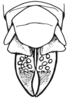 Arminda fuerteventurae Holzapfel, 1972: Fig. 4 B. female abdomen tip, dorsal view. (Otu).