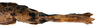 CollectionObject 1578606; RBINS IG: 32700'''''', ba9c83f1-6cb5-4381-9135-c5b2f795c764: copyright ISNB, Brussels. female: end of abdomen, ventral view (paratype). (CollectionObject).