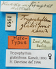 CollectionObject 1500871; 11def069-6669-4611-8caa-98a04d7053e0, MfN 6561: labels (holotype). (CollectionObject).