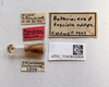 Other: !! display not done !! on Bothriocera fasciola Caldwell, 1943: (Observation).