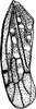 Hind wing on Delospilopterus ugandensis (Evans, 1947): Forewing. (Observation).