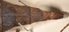 CollectionObject 1558872; ae2fd943-9eed-40c6-82cd-16404d27a944: copyright OUMNH. female: end of abdomen, dorsal view of Heteropteryx grayii (lectotype). (CollectionObject).