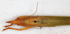 CollectionObject 1592110; b12f297f-f2b6-4c30-b577-2bd0630a82b4: female, dorsal view (syntype). (CollectionObject).