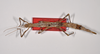 CollectionObject 1556991; c99f642c-06e2-4d37-a7d6-2016fad93fc7: copyright ZMB, Berlin. female of Acanthoderus cornutus (syntype). (CollectionObject).;CollectionObject 1556992; 4054a909-f579-40f6-9dcc-72cb0887fbc8: copyright ZMB, Berlin. female of Acanthoderus cornutus (syntype). (CollectionObject).