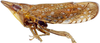 Habitus, lateral view: Scaphytopius acutus, lateral habitus (INHS). (Observation).