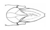 Tropidacris collaris (Stoll, 1813): Fig. 32A. male abdomen tip, dorsal view. (Otu).