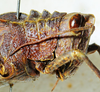 CollectionObject 1498817; d9801811-edea-4dbe-8727-8ee644bd931e: female, head and pronotum, lateral view. (CollectionObject).