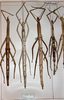 CollectionObject 1557860; a178da17-f9d0-493e-bf87-45c3bd0ed9de: copyright MHNG Geneva. female (syntypes). (CollectionObject).