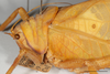 CollectionObject 1588362; 12c35c64-32b4-40eb-b2dd-84ad0c904409: female, head and pronotum, lateral view, scale bar 10 mm. (CollectionObject).