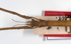 CollectionObject 1563564; 9782836e-9723-4973-b096-2757c733e78e: copyright ZMHB, Berlin. female: head & thorax, dorsal view (syntype). (CollectionObject).