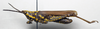 CollectionObject 1501889; 2991bad9-ba7f-4cc5-a94e-8163792bdb43: male, lateral view (paralectotype). (CollectionObject).