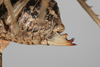 CollectionObject 1505709; f064a080-3cbe-4761-aa68-dd00f2c52683: female, lateral view (syntype). (CollectionObject).