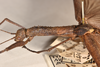 CollectionObject 1562085; 4df377aa-8c7e-43ea-883a-418c911828b5: copyright OUMNH. female: head & thorax, lateral view (syntype). (CollectionObject).;CollectionObject 1562086; de1335ae-5318-468c-8703-16e1e6fc2d2c: copyright OUMNH. female: head & thorax, lateral view (syntype). (CollectionObject).